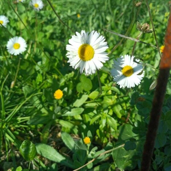 Bellis annua Цвят