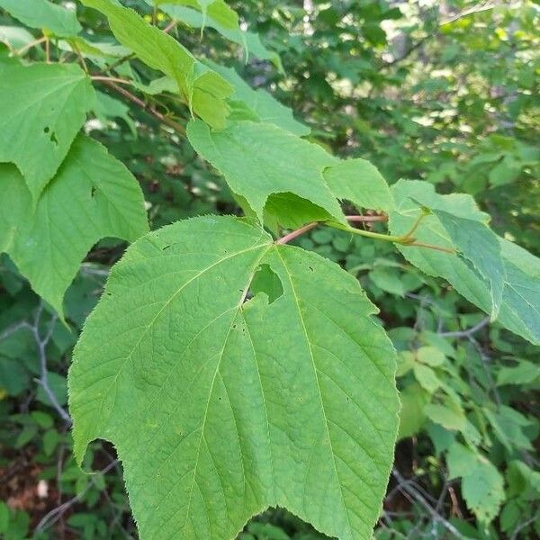 Acer pensylvanicum Ліст