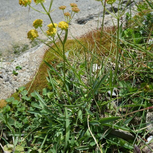Bupleurum ranunculoides Alkat (teljes növény)