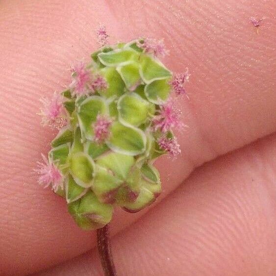 Poterium verrucosum Flor