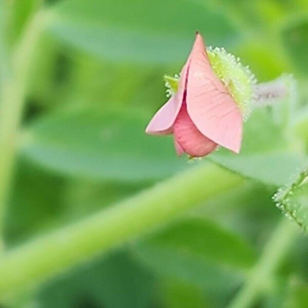 Cicer arietinum Flower