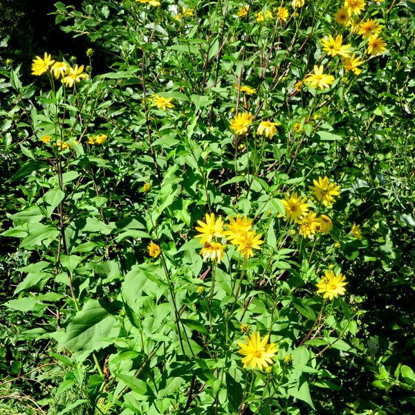 Helianthus tuberosus Habitus