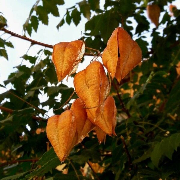 Koelreuteria paniculata Fruto