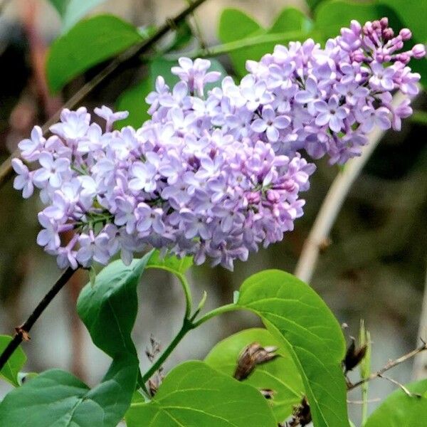 Syringa vulgaris Flower