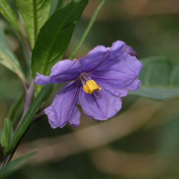 Solanum nudum Flower