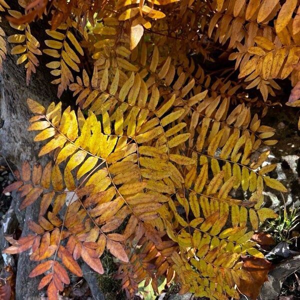 Osmunda regalis Levél