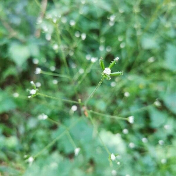 Adenocaulon bicolor Flower