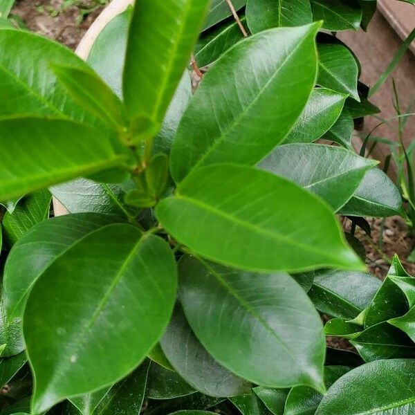 Mandevilla laxa Leaf