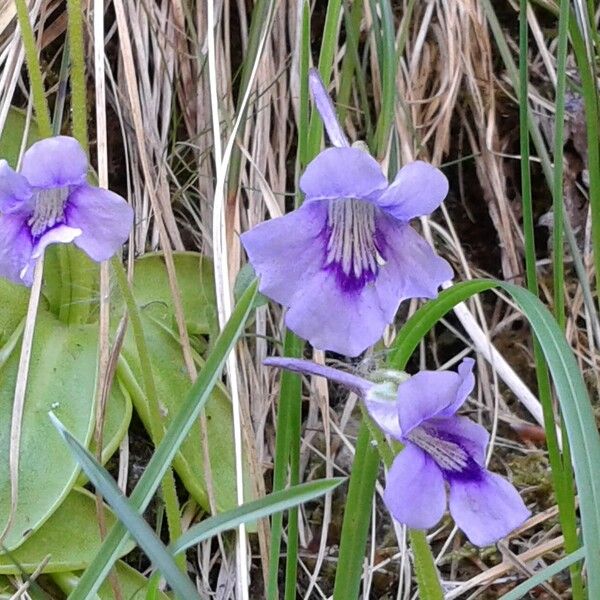 Pinguicula grandiflora Floro