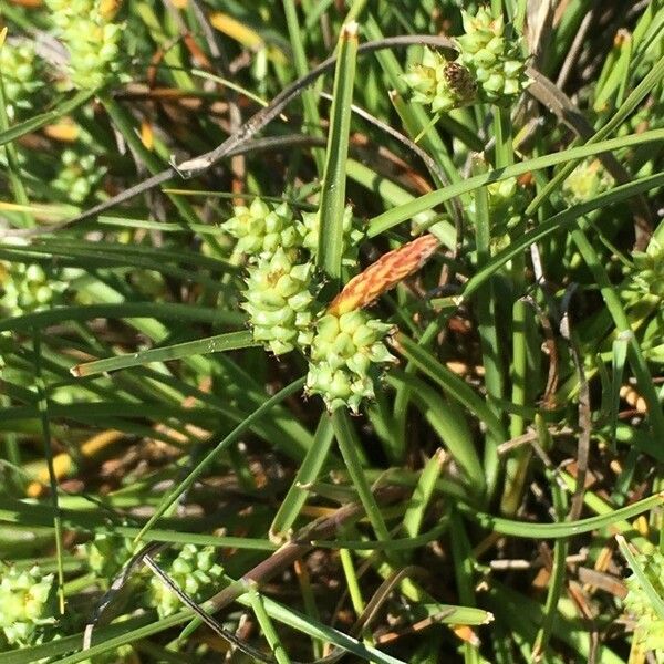 Carex extensa Flower