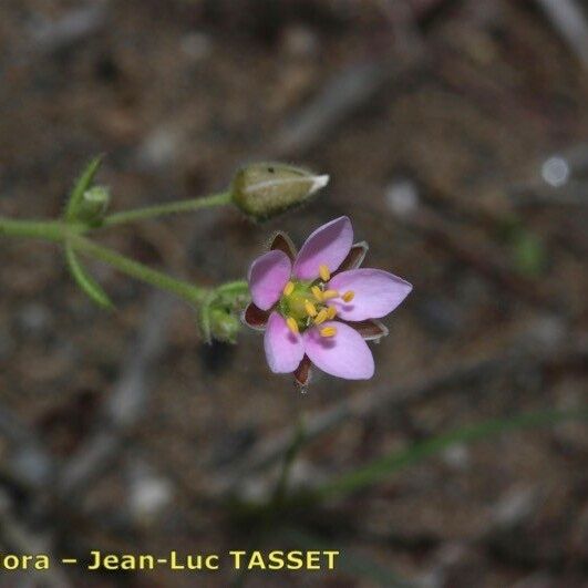 Rhodalsine geniculata 花