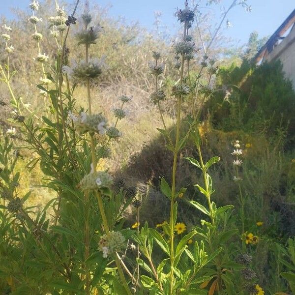 Salvia mellifera Flower