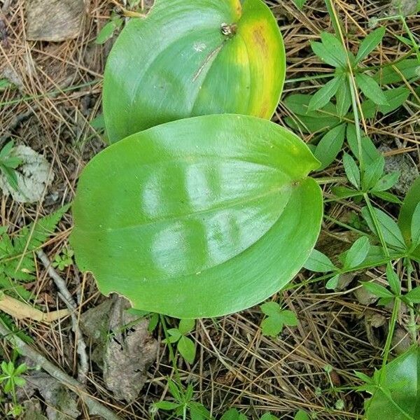 Maianthemum canadense Levél