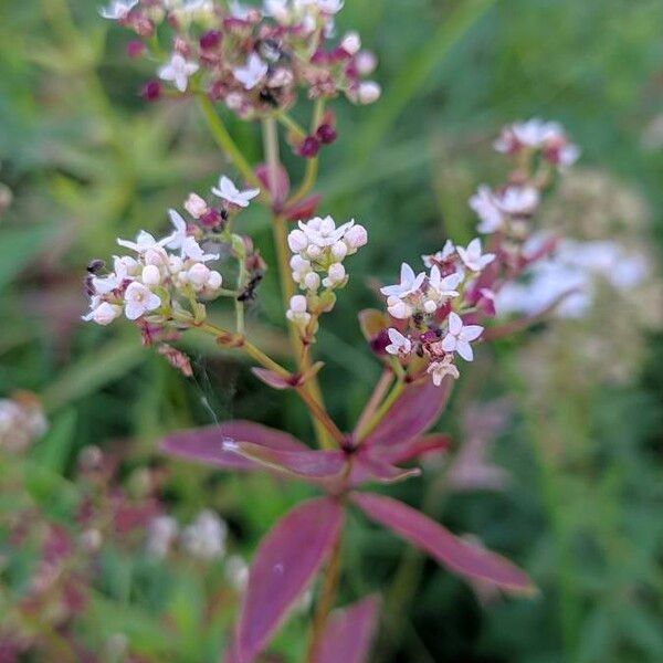 Galium boreale फूल