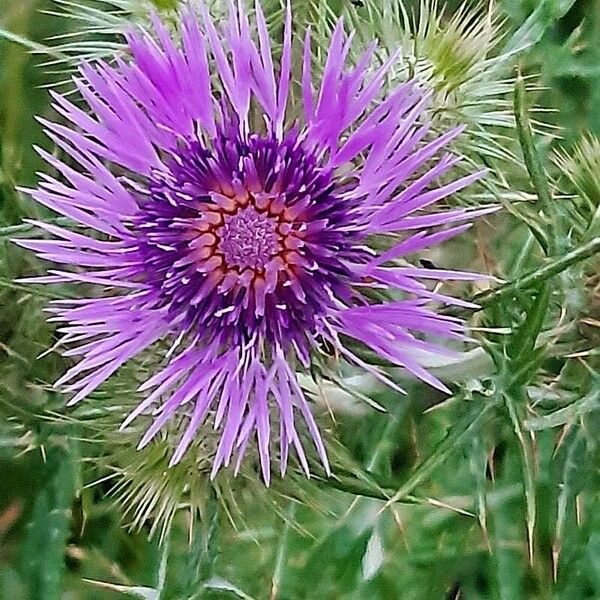 Galactites tomentosus Kvet