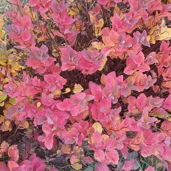 Spiraea betulifolia Fuelha