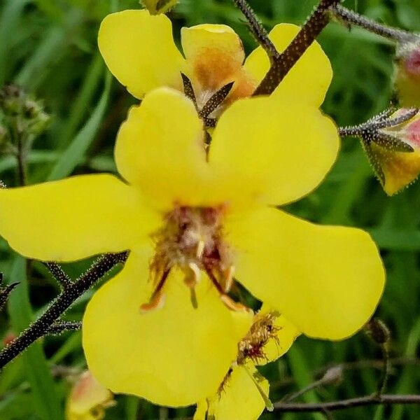 Verbascum blattaria Blomst