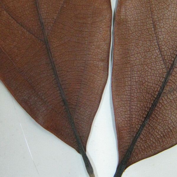 Aniba jenmanii Leaf