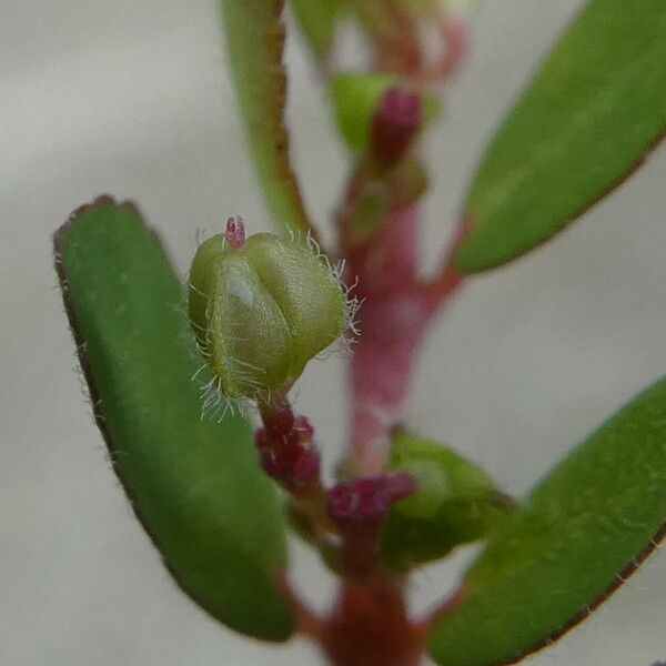 Euphorbia prostrata Fruct