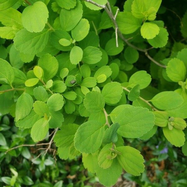 Spiraea chamaedryfolia List