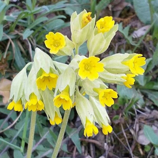 Primula veris Kvet