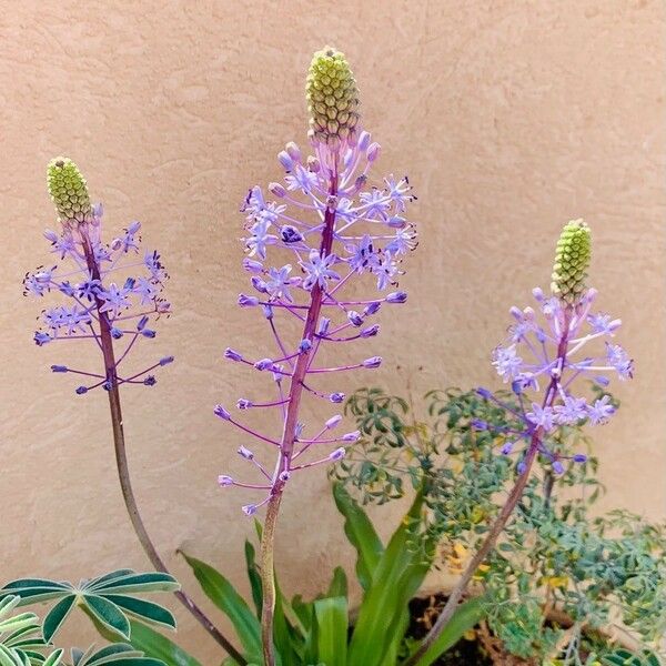 Scilla hyacinthoides Агульны выгляд