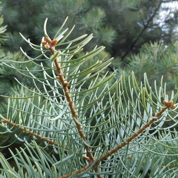 Abies concolor Deilen