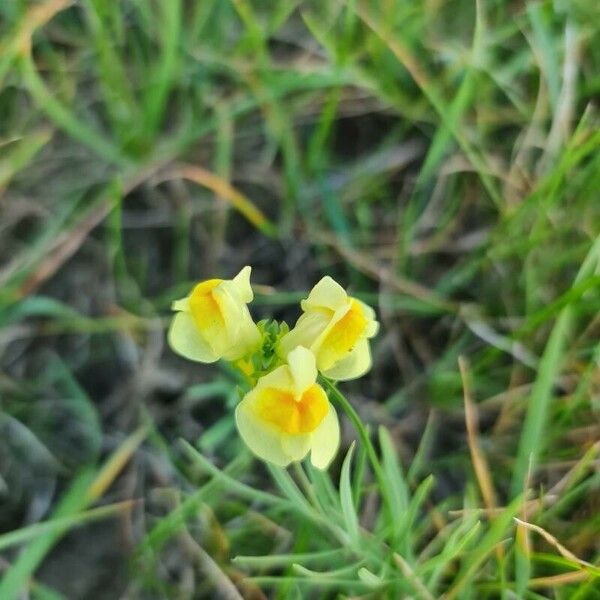 Linaria supina 花