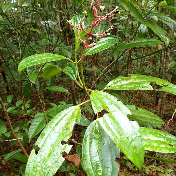 Miconia ciliata Buveinė