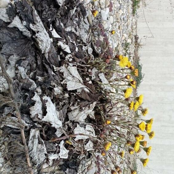 Tussilago farfara Yeri