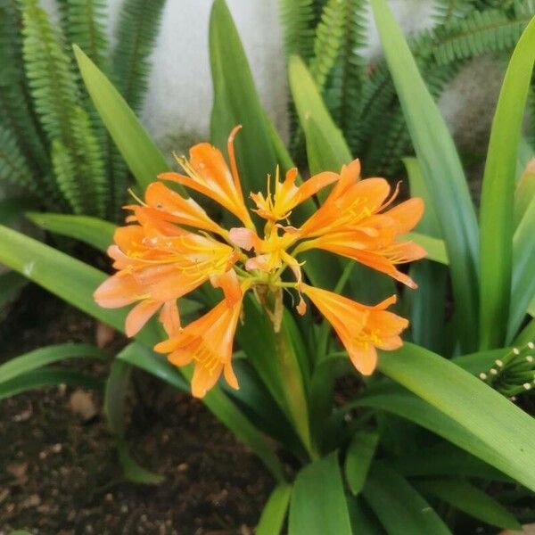 Clivia × cyrtanthiflora Flower