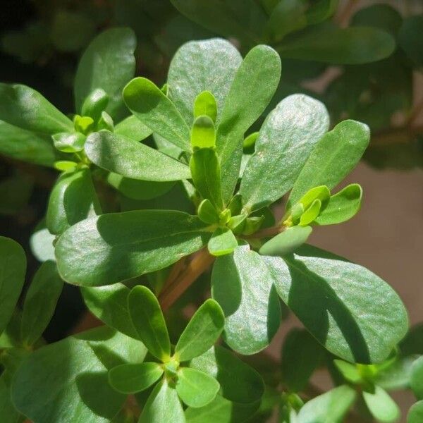 Portulaca oleracea Levél