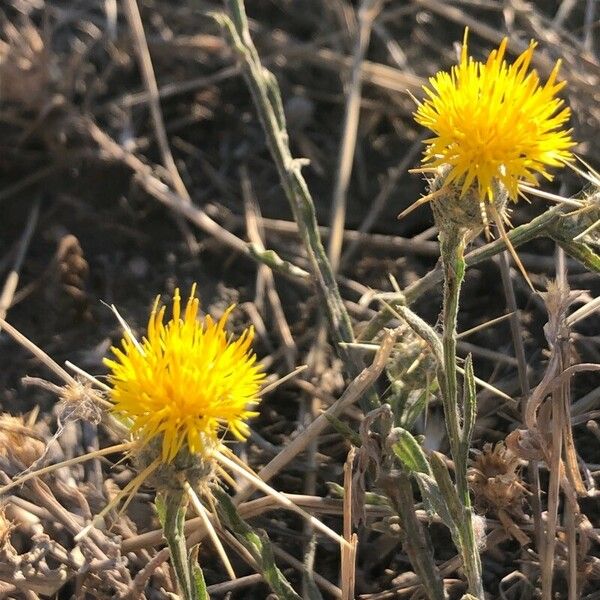 Centaurea solstitialis Flower