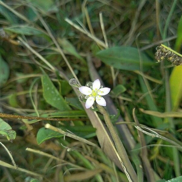 Spergularia media Flower