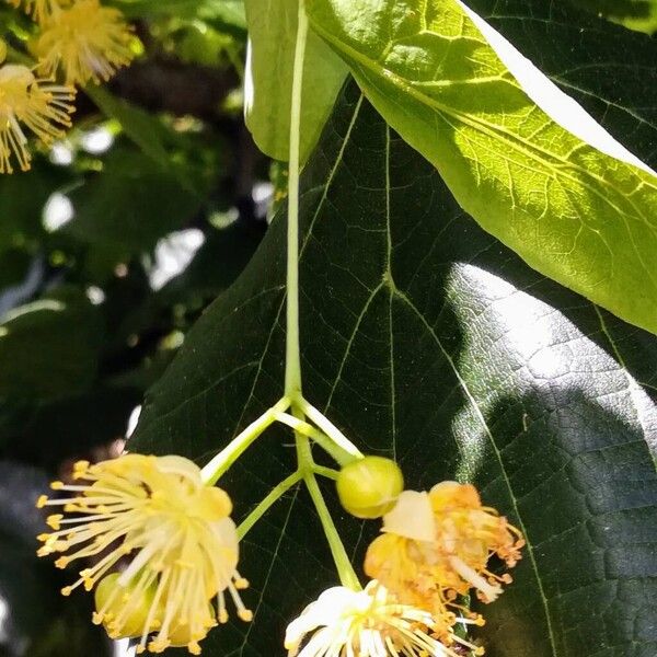 Tilia cordata Fiore