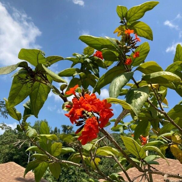 Cordia sebestena Blüte