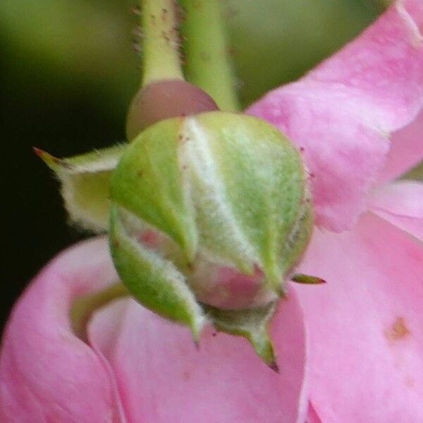 Rosa abietina Ostatní