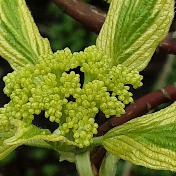 Cornus alba Flower