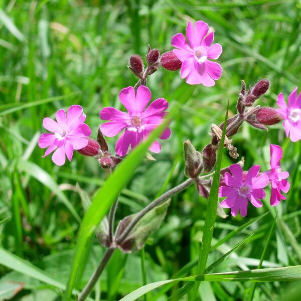 Silene dioica Кветка