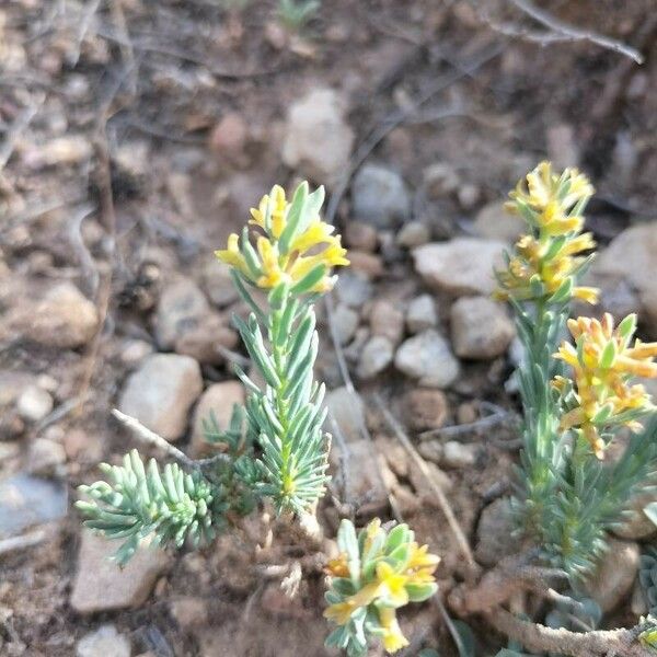 Thymelaea pubescens Folha