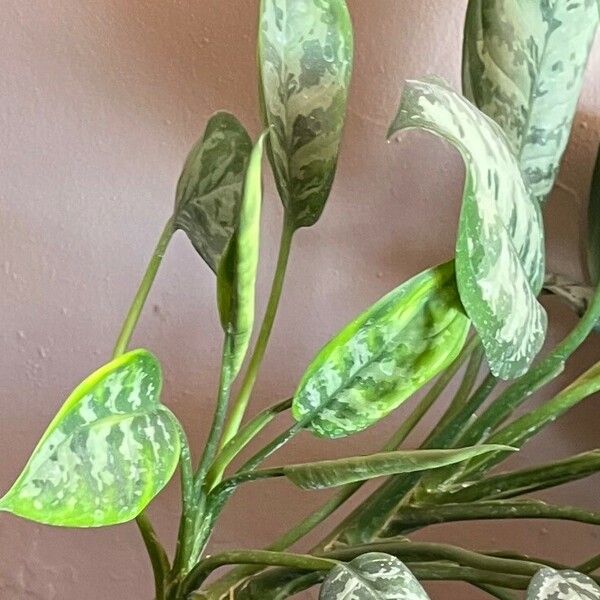 Aglaonema nitidum Лист