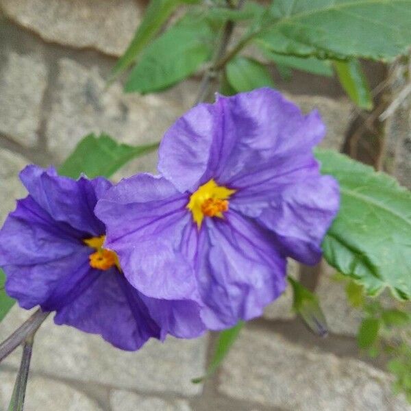 Lycianthes rantonnetii Flower