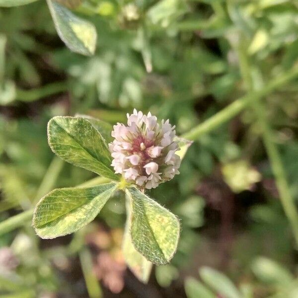 Trifolium striatum ᱵᱟᱦᱟ