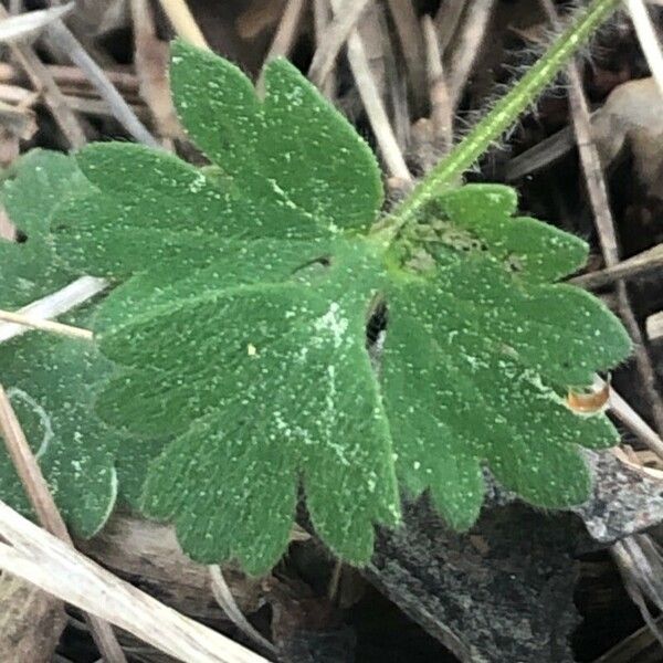 Ranunculus paludosus Leaf