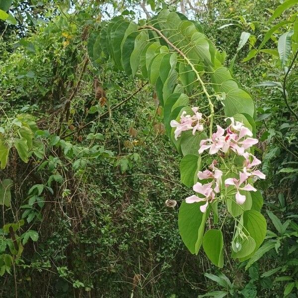 Bauhinia monandra 叶