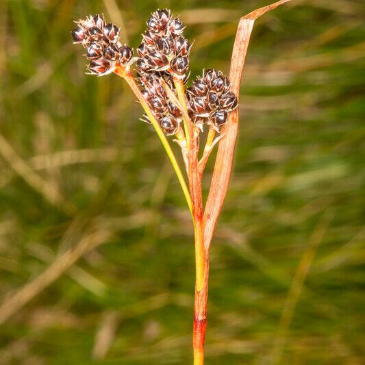 Luzula multiflora ഫലം