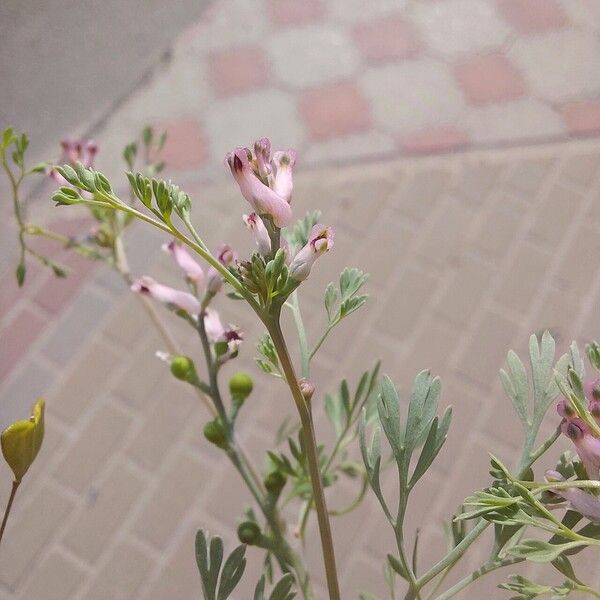 Fumaria vaillantii Fleur