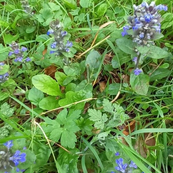 Ajuga reptans موطن