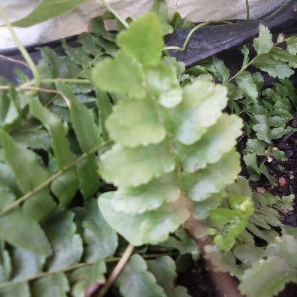 Asplenium platyneuron Leaf