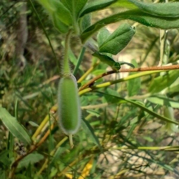 Billardiera scandens ഫലം